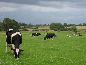Tom's dairy herd